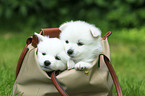 German Spitz Puppies