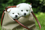 German Spitz Puppies