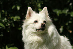 German Spitz portrait