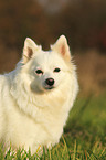 german spitz portrait