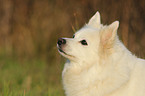 german spitz portrait