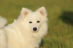 german spitz portrait
