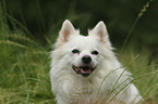 German Standard Spitz Portrait
