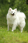 German Standard Spitz
