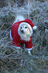 German Spitz