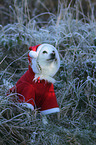 sitting German Spitz