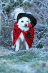 German Spitz