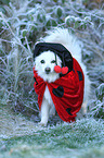 walking German Spitz