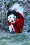 walking German Spitz