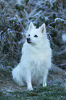 sitting German Spitz