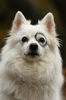 German Spitz Portrait