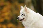 German Spitz Portrait