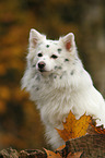 sitting German Spitz