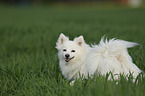 German Spitz