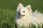 German Spitz Portrait