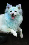 lying German Spitz