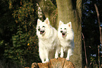 2 German Spitz