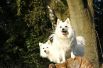 2 German Spitz