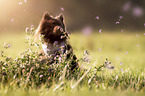 German Spitz