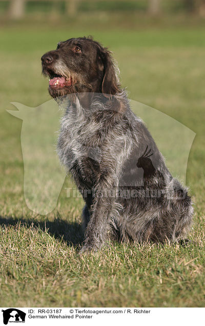 Deutsch Drahthaar / German Wirehaired Pointer / RR-03187