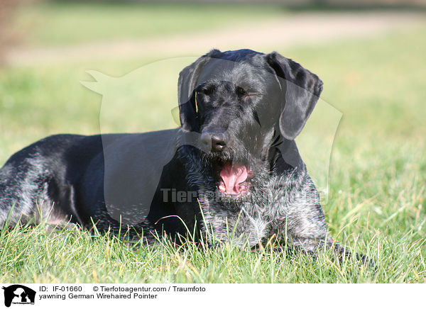 ghnender Deutsch Drahthaar / yawning German Wirehaired Pointer / IF-01660