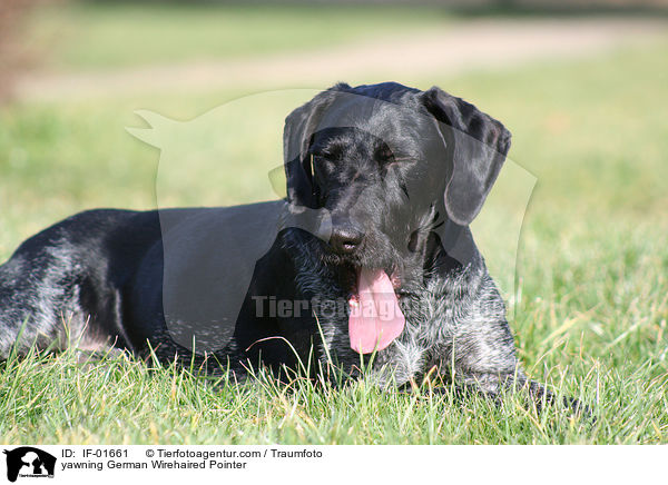 ghnender Deutsch Drahthaar / yawning German Wirehaired Pointer / IF-01661