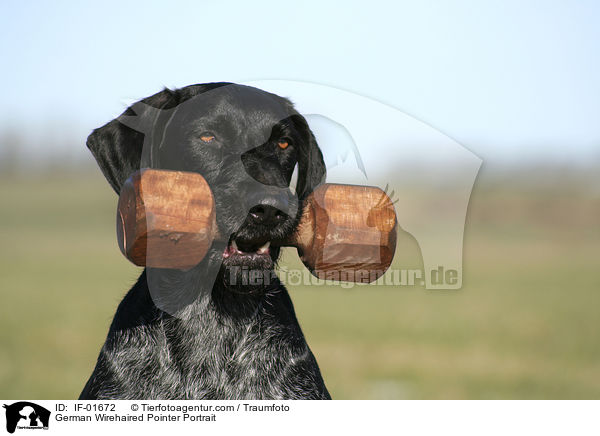 Deutsch Drahthaar Portrait / German Wirehaired Pointer Portrait / IF-01672