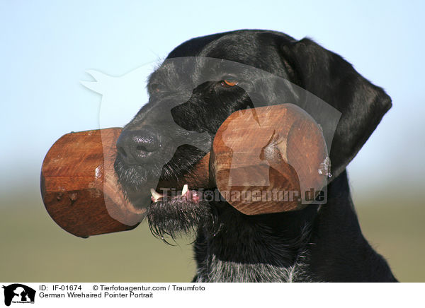 Deutsch Drahthaar Portrait / German Wirehaired Pointer Portrait / IF-01674
