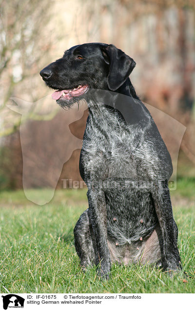 sitzender Deutsch Drahthaar / sitting German wirehaired Pointer / IF-01675