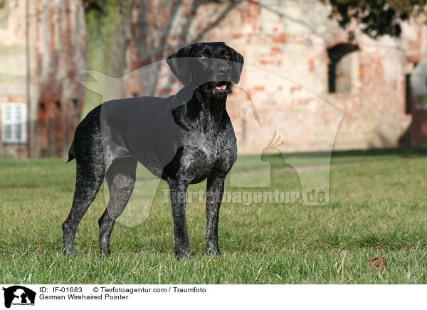 Deutsch Drahthaar / German Wirehaired Pointer / IF-01683