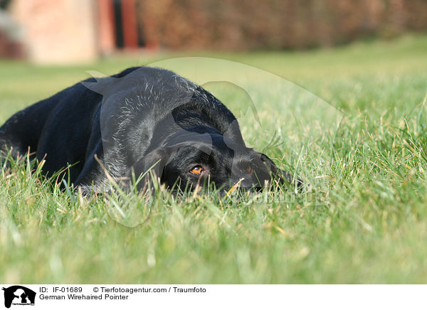 Deutsch Drahthaar / German Wirehaired Pointer / IF-01689