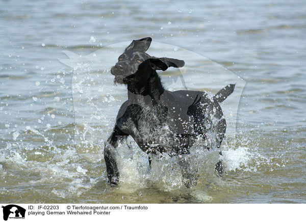 spielender Deutsch Drahthaar / playing German Wirehaired Pointer / IF-02203