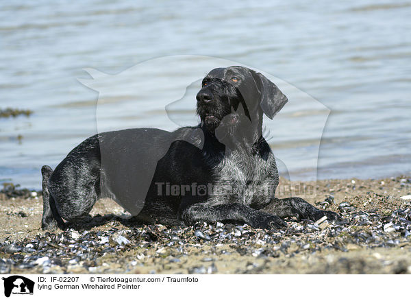 liegender Deutsch Drahthaar / lying German Wirehaired Pointer / IF-02207