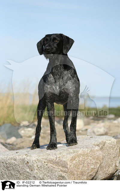 stehender Deutsch Drahthaar / standing German Wirehaired Pointer / IF-02212