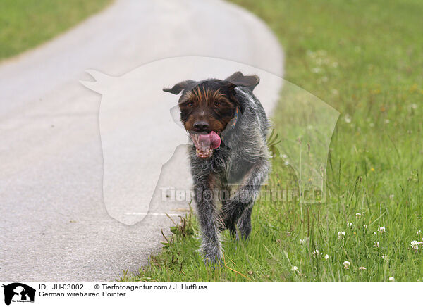 Deutsch Drahthaar / German wirehaired Pointer / JH-03002