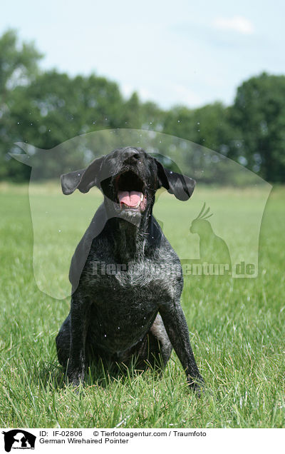 German Wirehaired Pointer / IF-02806