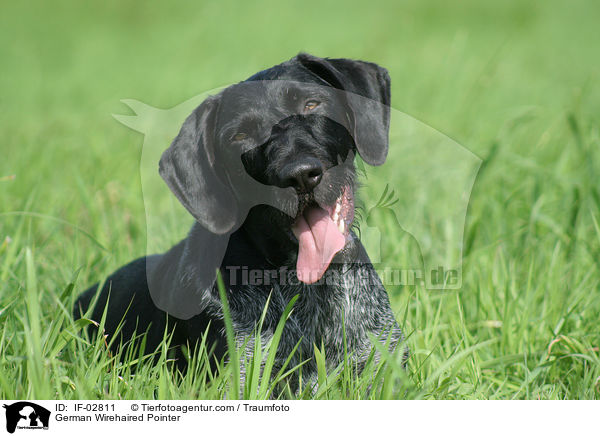 German Wirehaired Pointer / IF-02811