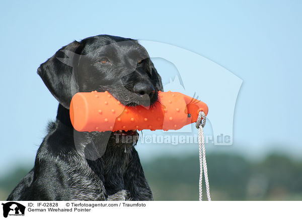 German Wirehaired Pointer / IF-02828
