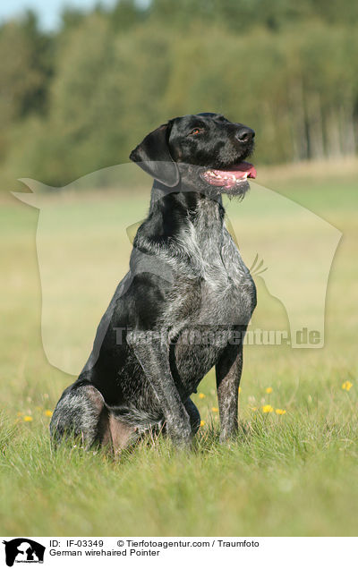 Deutsch Drahthaar Hndin / German wirehaired Pointer / IF-03349