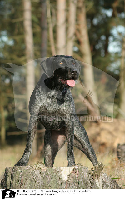 German wirehaired Pointer / IF-03363