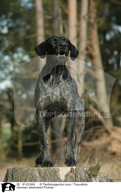 German wirehaired Pointer / IF-03364