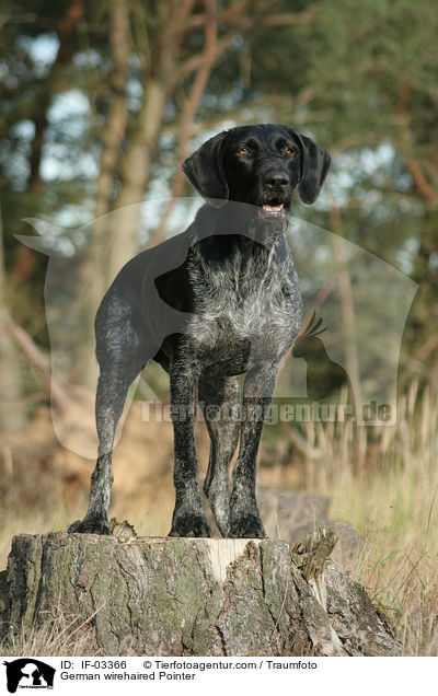 German wirehaired Pointer / IF-03366