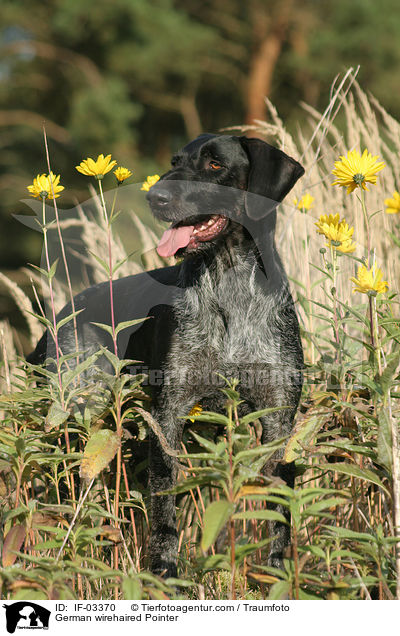 German wirehaired Pointer / IF-03370