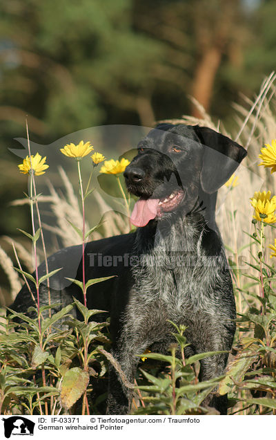German wirehaired Pointer / IF-03371