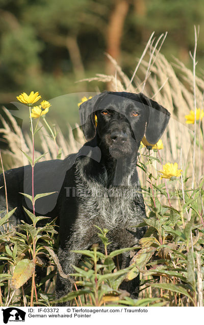 German wirehaired Pointer / IF-03372