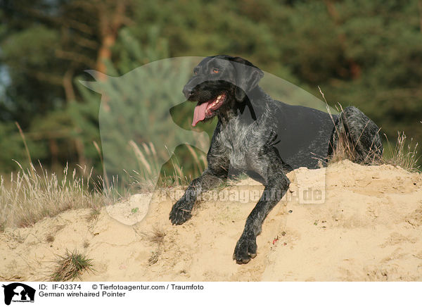 German wirehaired Pointer / IF-03374