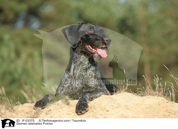 German wirehaired Pointer / IF-03375