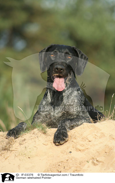 German wirehaired Pointer / IF-03376