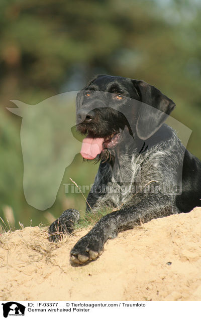 German wirehaired Pointer / IF-03377