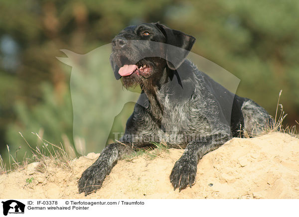 German wirehaired Pointer / IF-03378
